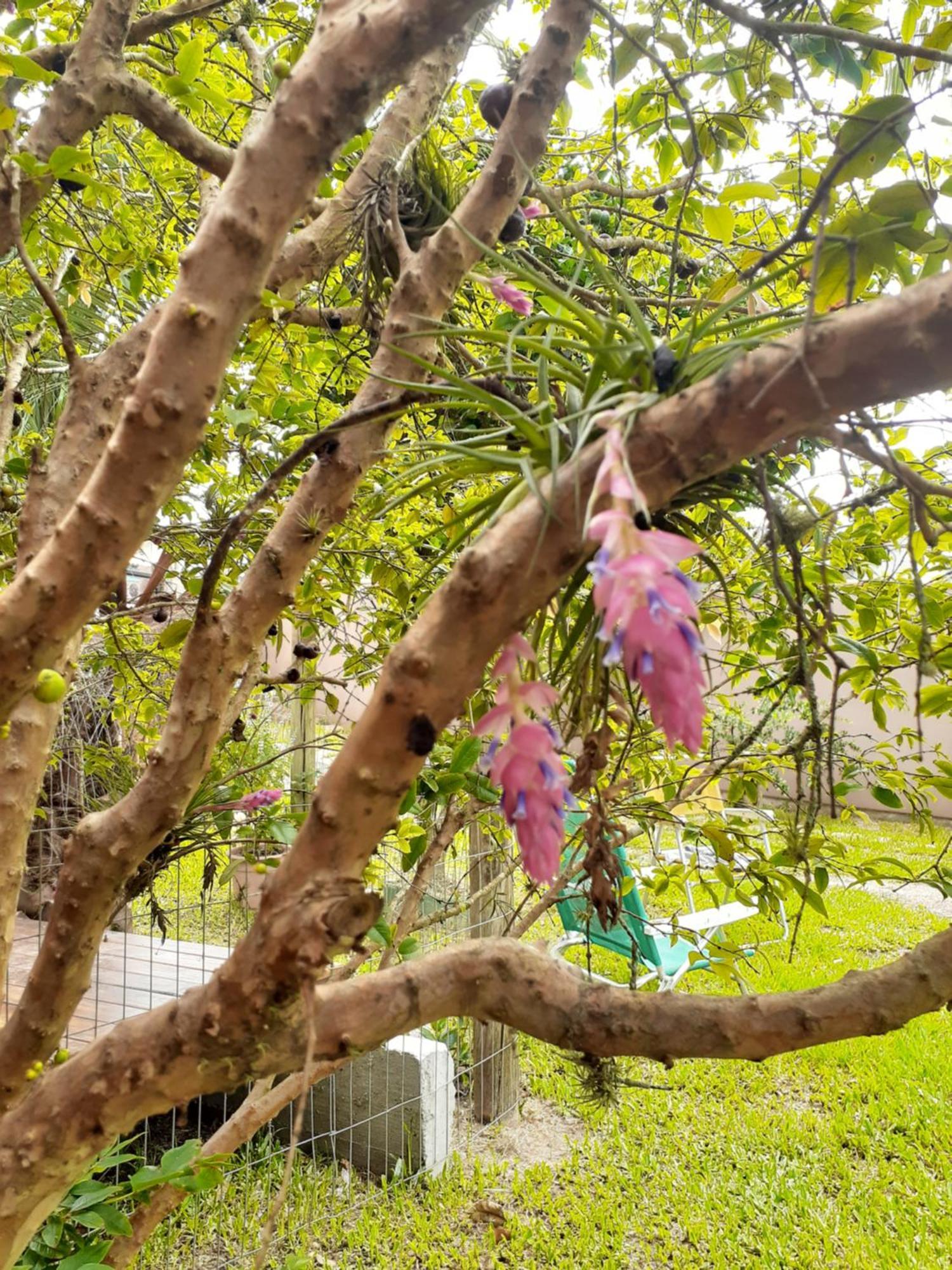 Jabuticasa Cabana De Madeira Na Praia Пеня Екстериор снимка